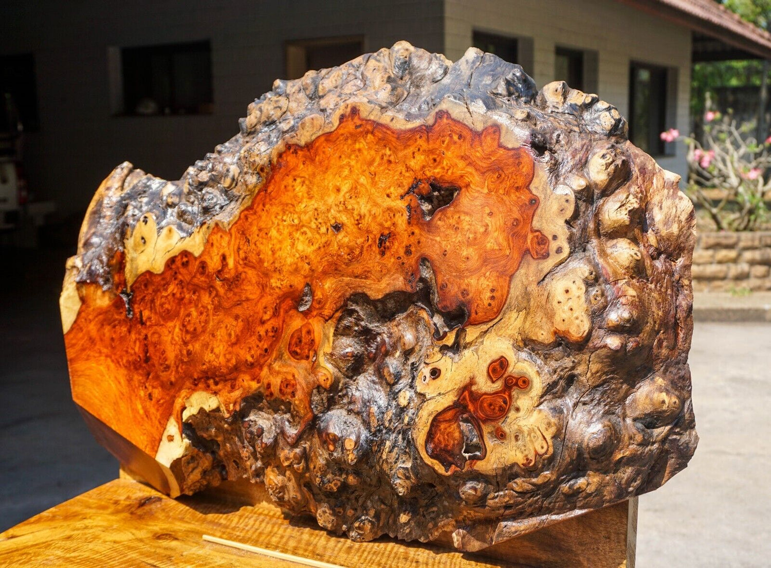 AMBOYNA BURL