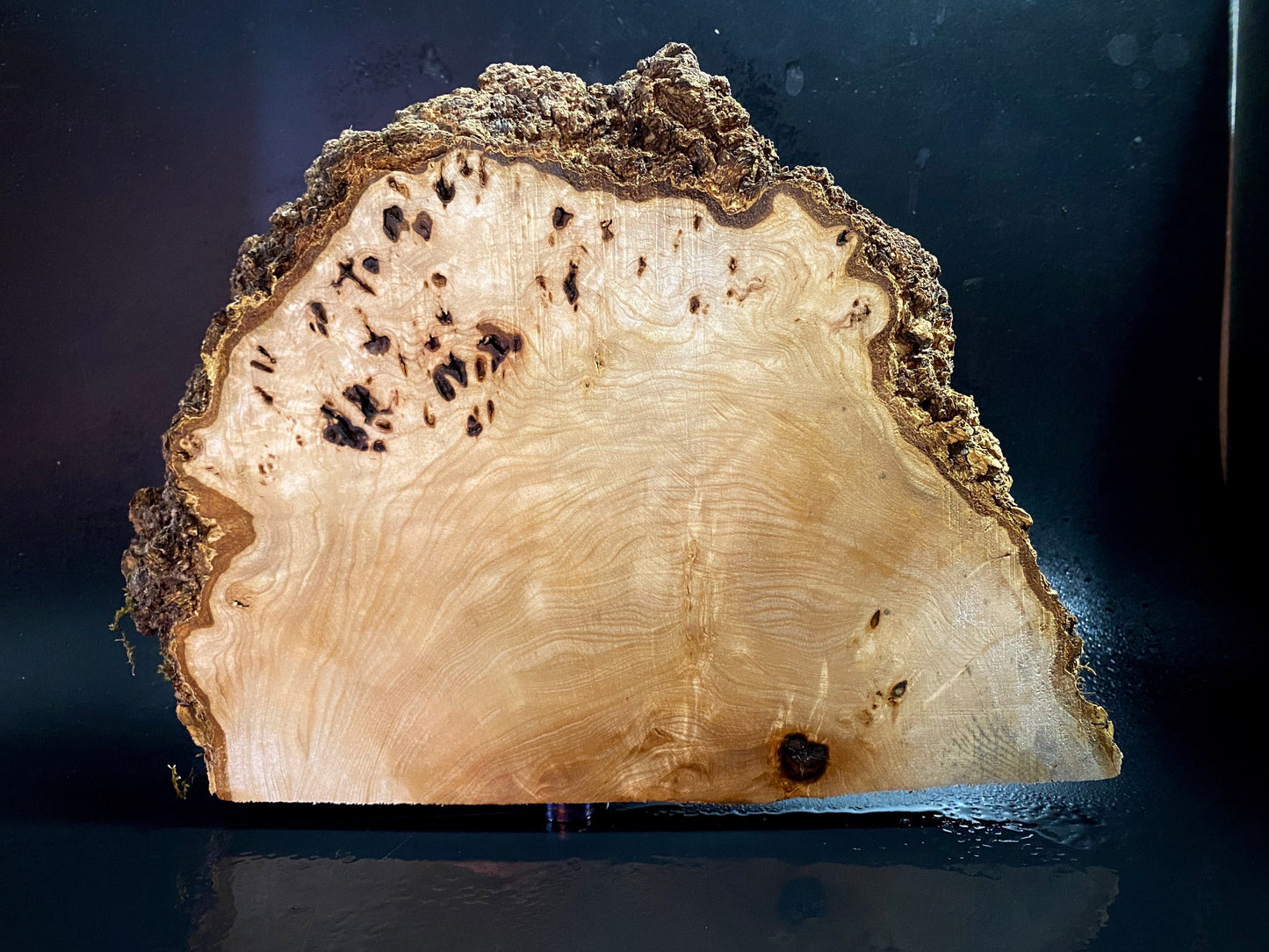 WALNUT BURL Wood Very Rare, Blank for woodworking, turning. France Stock. #W.157