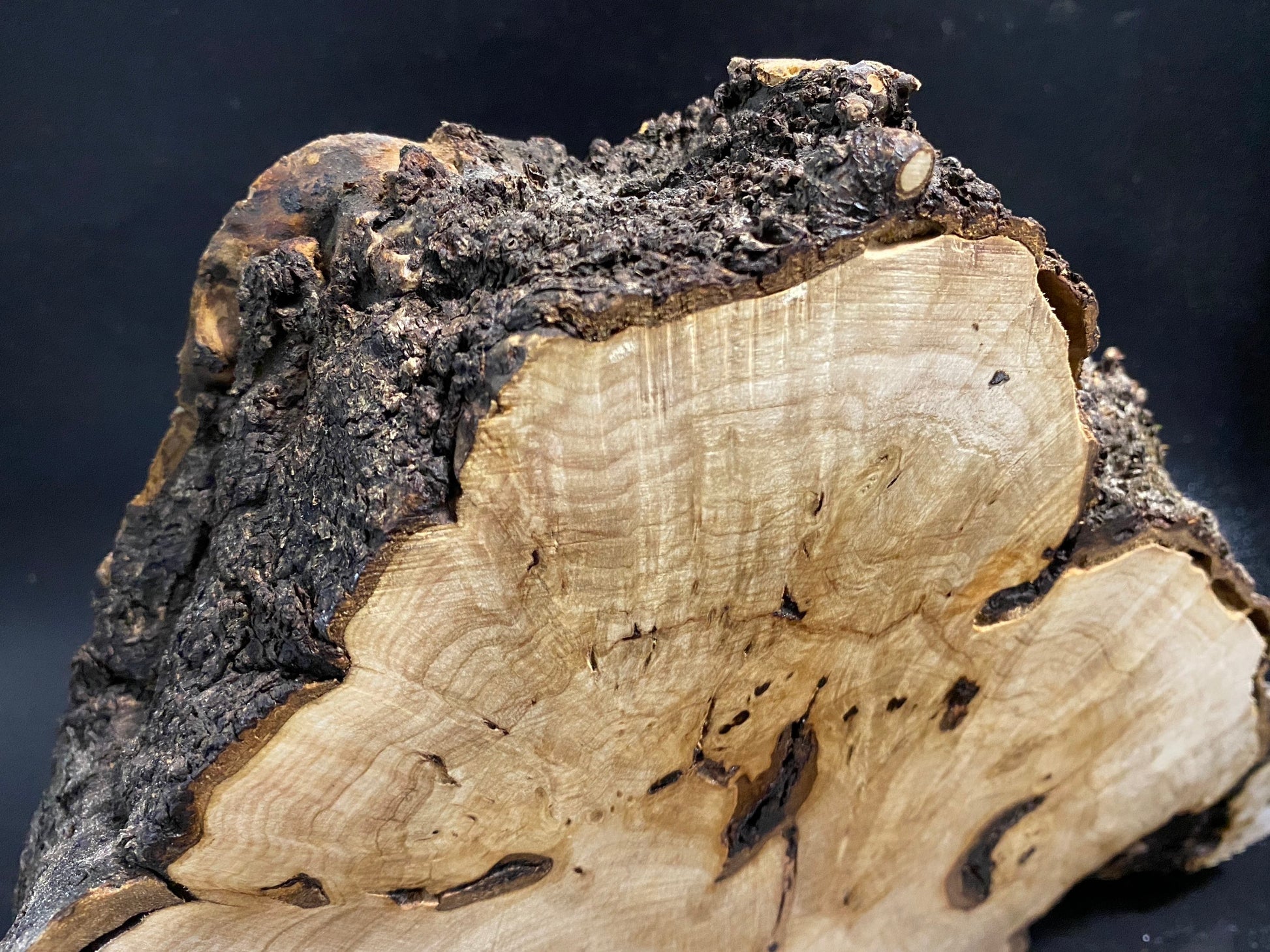 WALNUT BURL Wood Very Rare, Blank for woodworking, turning. France Stock. #W.159